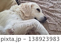 The camera focuses on the contented face of a dog, eyes soft and calm, as its owner's hand gently brushes across its fur. The tender moment showcases pure love and the deep connection between them. 138923983