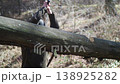 Witness the power of a lumberjack as he skillfully cuts through a fallen tree. Each swing of the axe demonstrates strength and precision in the heart of the forest. 138925282