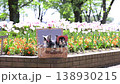 Two Chihuahuas in a basket, wearing matching outfits, in a field of blooming tulips. 138930215