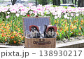 Two Chihuahuas in a basket, wearing matching outfits, in a field of blooming tulips. 138930217