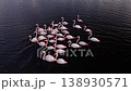 Flock of flamingos feeding in a dark water wetland lake, aerial drone view 138930571