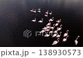Flock of flamingos feeding in a dark water wetland lake, aerial drone view 138930573