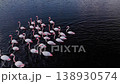 Flock of flamingos feeding in a dark water wetland lake, aerial drone view 138930574