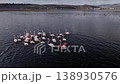Flock of flamingos feeding in a dark water wetland lake, aerial drone view 138930576