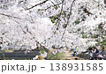 Cherry blossoms along the Nikaryo Canal and cherry blossom viewers 138931585