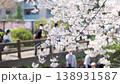Cherry blossoms along the Nikaryo Canal and cherry blossom viewers 138931587