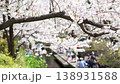 Cherry blossoms along the Nikaryo Canal and cherry blossom viewers 138931588