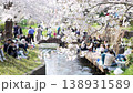 Cherry blossoms along the Nikaryo Canal and cherry blossom viewers 138931589