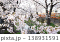 Cherry blossoms along the Nikaryo Canal and a JR Nambu Line train passing by. 138931591