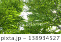 A scene of sunlight filtering through the trees, looking up at the fresh green leaves, in Nasushiobara City, Tochigi Prefecture. 138934527