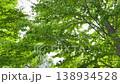 A scene of sunlight filtering through the trees, looking up at the fresh green leaves, in Nasushiobara City, Tochigi Prefecture. 138934528