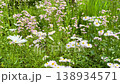 A field where white and pink fleabane flowers grow in clusters, Nasushiobara City, Tochigi Prefecture. 138934571