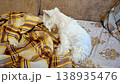 Female West Terrier determinedly manipulating plaid blanket on a sofa, creating cozy "nest." This video captures the natural, often unseen instinctive behavior associated with pseudopregnancy in dogs 138935476