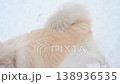 A Samoyed dog plays puller with its owner during a winter walk. 138936535