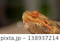 An impressive close-up of a bearded dragon agave lizard, showcasing its vibrant skin texture and piercing eyes. 138937214