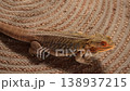 A bearded dragon agave showcasing its unique patterns and textures while resting on a woven surface. 138937215