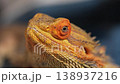 Detailed close-up photo of a bearded dragon agave's head, showcasing vibrant scales and distinctive features. Perfect for reptile enthusiasts. 138937216