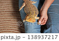 A bearded dragon agave rests on a person's lap while being gently handled. A serene moment of bonding. 138937217