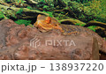 A bearded dragon agave comfortably rests on a wooden log surrounded by vibrant green foliage. Capture of a tranquil moment. 138937220