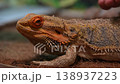 A detailed video capturing the texture and colors of a bearded dragon agave in its natural environment. 138937223
