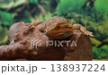 A bearded dragon agave is calmly resting on a wooden log, showcasing its spiky features in a vibrant, lush environment. 138937224
