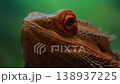 A close-up video showcasing the intricate scales and vibrant colors of a bearded dragon agave against a green background. 138937225