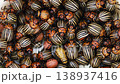 Large colony of colorado potato beetles, including adults and larvae, swarming together in a dense cluster representing a significant agricultural pest infestation and a threat to crops 138937416
