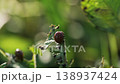 Close-up of a destructive colorado potato beetle larva eating a potato leaf in a vegetable garden, showcasing a significant agricultural pest problem and the concept of crop destruction 138937424