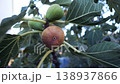 Ripe figs are sprouting on a fig tree branch. Southern fruit. Ripe figs. 138937866