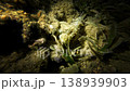 Tassled Scorpionfish Walking on Seafloor Underwater 138939903