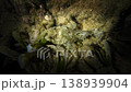 Tassled Scorpionfish Walking on Seafloor Underwater 138939904