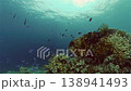 Tropical fishes and coral reef at diving. Underwater world with corals and tropical fishes. Philippines. 138941493