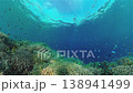 Coral reef and tropical fishes. The underwater world of the Philippines. Philippines. 138941499