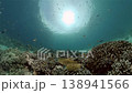 The underwater world of coral reef with fishes at diving. Coral garden under water. Philippines. 138941566