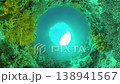 Coral Reef Fish Scene. Tropical underwater sea fish. Colourful tropical coral reef. Philippines. 138941567