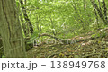 An old mountainside with moss-covered stones with bushes and trees against the backdrop of the bright spring greenery of the forest. A black and white dog runs by 138949768