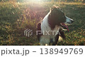 A funny black and white border collie sits in tall green grass and smiles. The fur shines and flutters in the wind. 138949769