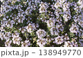 Blooming thyme in the garden close-up. Spices in the kitchen and garden decoration. 138949770