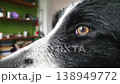 Close-up portrait in profile. Plush muzzle. Funny black and white border collie after bathing. 138949772