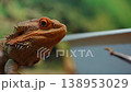 A detailed close-up shot of a bearded dragon agave, showcasing its textured skin and vibrant colors in a natural setting. 138953029