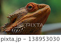 This video showcases the detailed scales and vivid textures of a bearded dragon agave, highlighting its natural beauty. 138953030