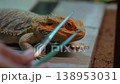 A detailed video of a bearded dragon agave being fed with tweezers, highlighting its textured scales and environment. 138953031