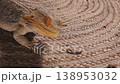 A bearded dragon agave intently watches a small insect crawling on a textured woven surface, showcasing natural curiosity. 138953032