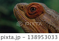 A detailed close-up of a bearded dragon agave showcasing its textured scales and alert eye, highlighting its unique features. 138953033