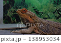 Close-up of a bearded dragon agave showcasing its textured scales and vivid coloring, set against a natural background. 138953034