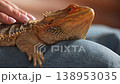 A bearded dragon agave is comfortably resting on someone knee while being gently petted, showcasing its textured skin. 138953035