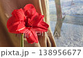 Hippeastrum amaryllis Pink Symphony. Large blooming flower pink color near window on winter day. Big blooming flower with red petals. Perennial bulbous flower. Decorative Inflorescence houseplant. 138956677