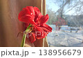 Hippeastrum amaryllis Pink Symphony. Large blooming flower pink color near window on winter day. Big blooming flower with red petals. Perennial bulbous flower. Decorative Inflorescence houseplant. 138956679
