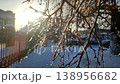 Tree branches covered in ice and illuminated by shining sun on city street on winter day. Ice-covered branch on tree with sun shining through. Winter View Snow frost Nature backdrop Natural background 138956682