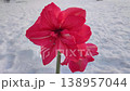 Hippeastrum amaryllis Pink Symphony. Large blooming flower pink color on background of white snow on street in winter day. Big blooming flower with red petals outdoors. Perennial bulbous flower 138957044